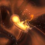 Ultraschalluntersuchungen: Embryo in der Gebärmutter