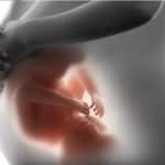 Schwangerschaft, die Basis der Persönlichkeit